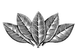 Tobacco leaves art